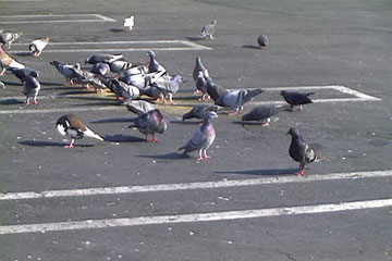 Pigeons on the ground