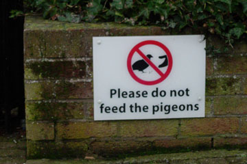 Please do not feed the pigeons