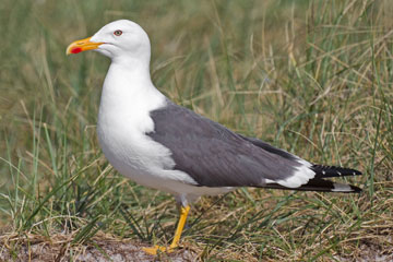 Larus fuscus taxbox