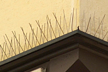 Bird spikes
